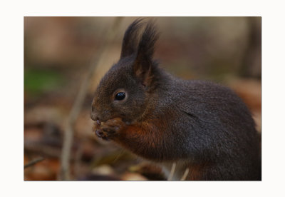 Red Squirrel