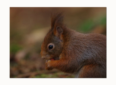 Red Squirrel