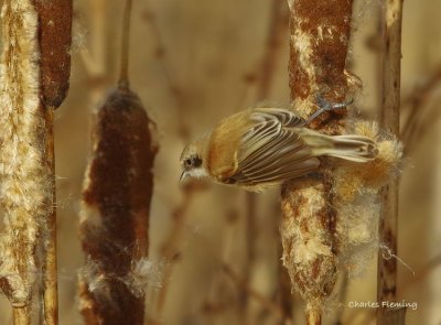 Penduline Tit