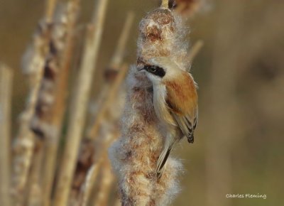 Penduline Tit