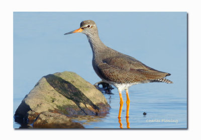 Redshank - Tringa totanus