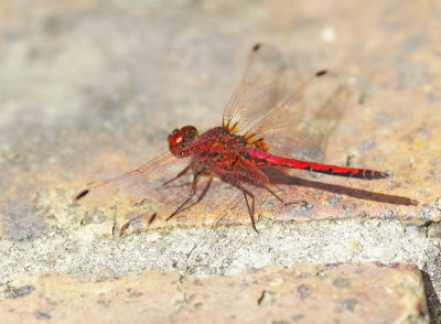 Urothemis assignata 