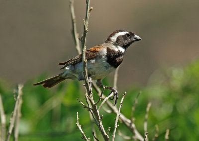 Cape sparrow or mossie (Passer melanurus)