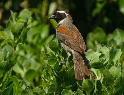 Cape sparrow or mossie (Passer melanurus)