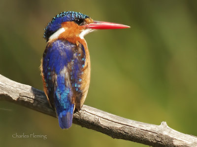 Malachie Kingfisher