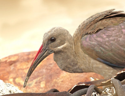 Hadeda ibis (Bostrychia hagedash)