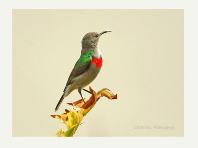 Southern Double - collared Sunbird