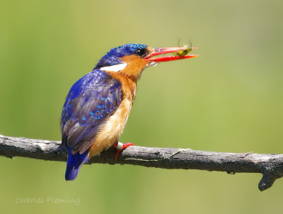 Malachite Kingfisher