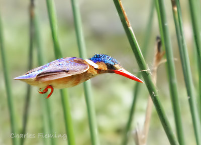 Malachite Kingfisher