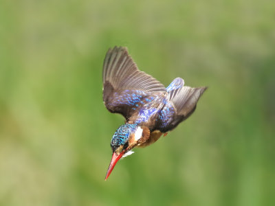 Malachite Kingfisher