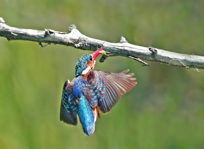 Malachite Kingfisher