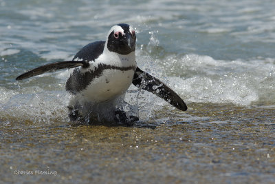 African Penguin Spheniscus demersus