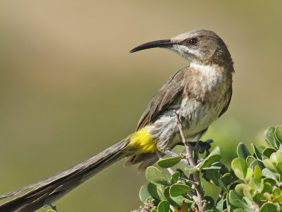 Cape Sugarbird (Promerops cafer) 
