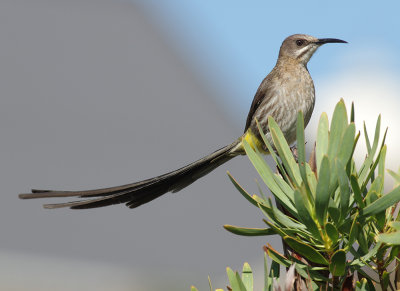 Cape Sugar Bird
