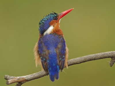 Malachite Kingfisher