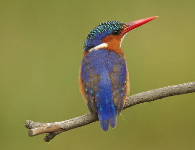 Malachite Kingfisher