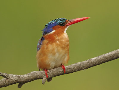 Malachite Kingfisher