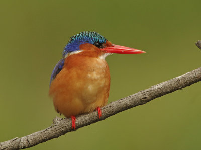 Malachite Kingfisher