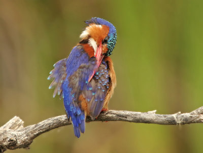 Malachite Kingfisher