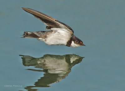 White-throated Swallow