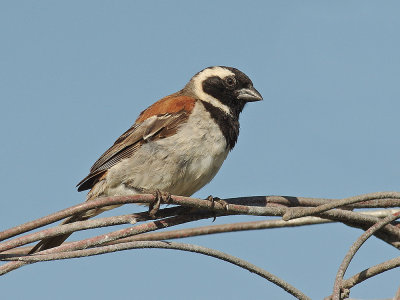 Cape Sparrow (Passer melanurus) 