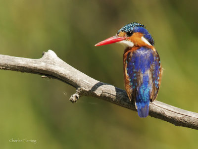 Malachite Kingfisher (Alcedo cristata) 