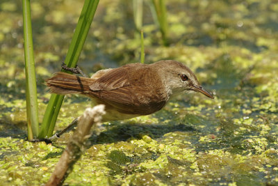 African Reed Warbler  Acrocephalus baeticatus,