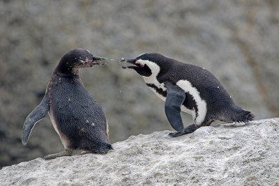 African Penguin (Spheniscus demersus)