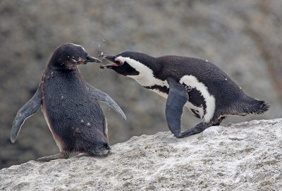 African Penguin (Spheniscus demersus)