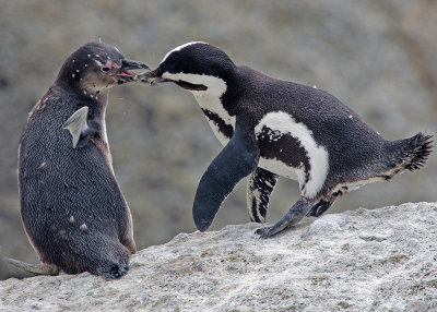 African Penguin (Spheniscus demersus)