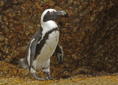 African Penguin (Spheniscus demersus)