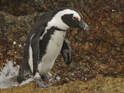 African Penguin (Spheniscus demersus)