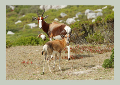 Gemsbok