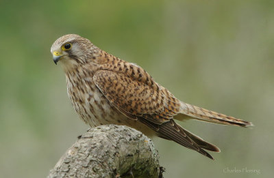 Kestrel