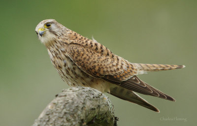 Kestrel