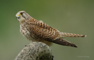 Kestrel