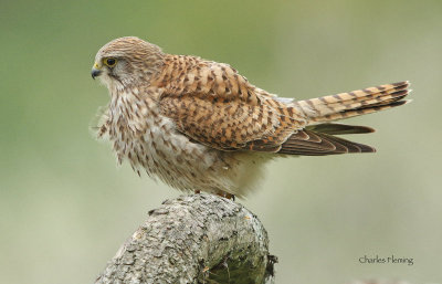 Kestrel - Falco tinnunculus