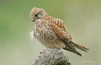 Kestrel - Falco tinnunculus