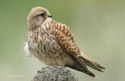 Kestrel - Falco tinnunculus