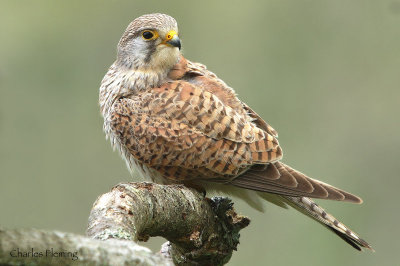 Kestrel - Falco tinnunculus