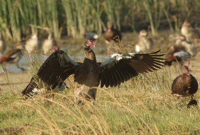 Spur-winged Goose (Plectropterus gambensis)