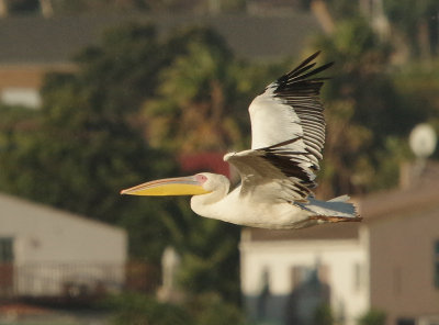 Great White Pelican.