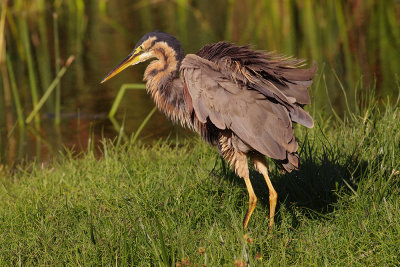 Purple Heron - Ardea purpurea 