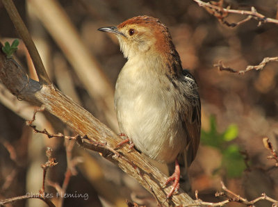 Levaillant's Cisticola or Tinkling Cisticola, Cisticola tinniens