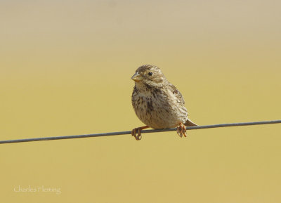 Corn Bunting