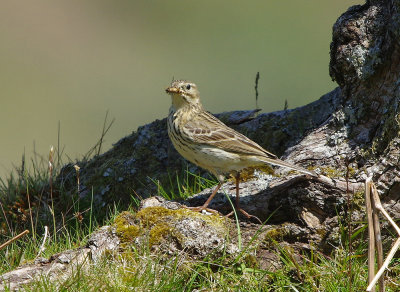 Meadow Pipit