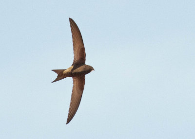 Pallid swift (Apus pallidus) 