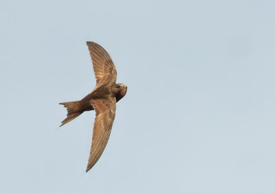 Pallid swift (Apus pallidus) 