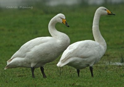 Whooper Swan