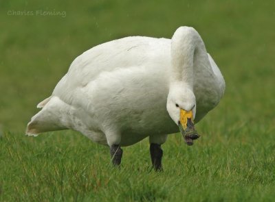 Whooper Swan - Cygnus cygnus
